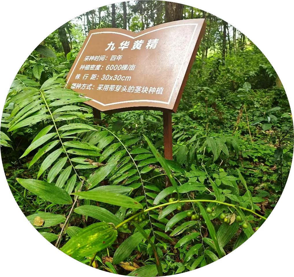 道地优质原料开发